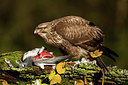 BUITEN BEELD Foto: 219023
