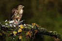 BUITEN BEELD Foto: 219024