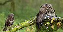 BUITEN BEELD Foto: 219025