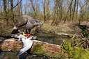 BUITEN BEELD Foto: 219029
