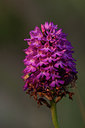 BUITEN BEELD Foto: 219047