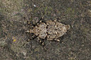 BUITEN BEELD Foto: 219050