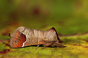 BUITEN BEELD Foto: 219121