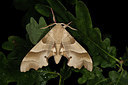 BUITEN BEELD Foto: 219127