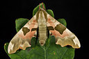 BUITEN BEELD Foto: 219134