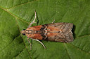 BUITEN BEELD Foto: 219143