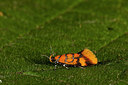 BUITEN BEELD Foto: 219197