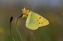 BUITEN BEELD Foto: 219204