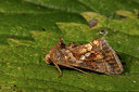 BUITEN BEELD Foto: 219205