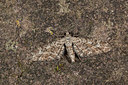 BUITEN BEELD Foto: 219210