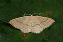 BUITEN BEELD Foto: 219212