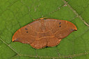 BUITEN BEELD Foto: 219222