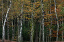 BUITEN BEELD Foto: 219233