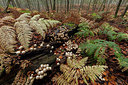 BUITEN BEELD Foto: 219247
