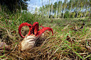 BUITEN BEELD Foto: 219253