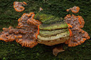 BUITEN BEELD Foto: 219255