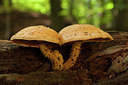 BUITEN BEELD Foto: 219264
