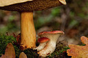 BUITEN BEELD Foto: 219267