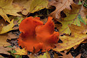 BUITEN BEELD Foto: 219272