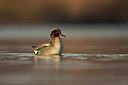 BUITEN BEELD Foto: 219283