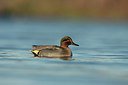 BUITEN BEELD Foto: 219292