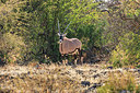 BUITEN BEELD Foto: 219341