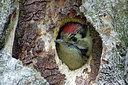 BUITEN BEELD Foto: 219361