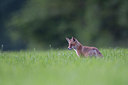BUITEN BEELD Foto: 219366