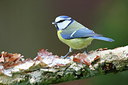BUITEN BEELD Foto: 219402