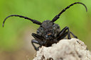 BUITEN BEELD Foto: 219425