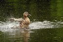 BUITEN BEELD Foto: 219437