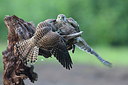 BUITEN BEELD Foto: 219462