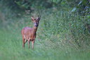 BUITEN BEELD Foto: 219470