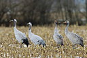 BUITEN BEELD Foto: 219471