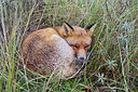 BUITEN BEELD Foto: 219483