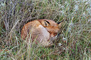 BUITEN BEELD Foto: 219485