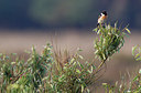 BUITEN BEELD Foto: 219518