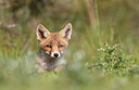 BUITEN BEELD Foto: 219521