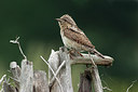 BUITEN BEELD Foto: 219528