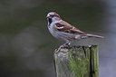 BUITEN BEELD Foto: 219551