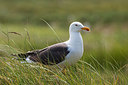 BUITEN BEELD Foto: 219576