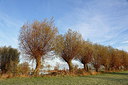 BUITEN BEELD Foto: 219661