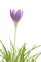BUITEN BEELD Foto: 219691