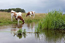 BUITEN BEELD Foto: 219739