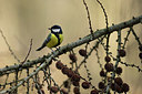 BUITEN BEELD Foto: 219745