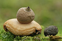 BUITEN BEELD Foto: 219752