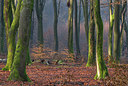 BUITEN BEELD Foto: 219900