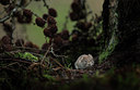 BUITEN BEELD Foto: 219948