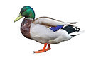 BUITEN BEELD Foto: 220005