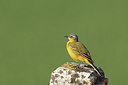 BUITEN BEELD Foto: 220028
